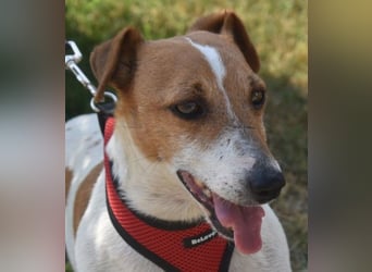 Judy Marie kleine aktive Hundedame