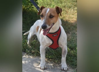 Judy Marie kleine aktive Hundedame