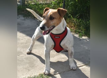 Judy Marie kleine aktive Hundedame