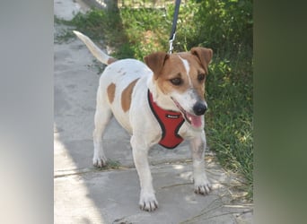 Judy Marie kleine aktive Hundedame