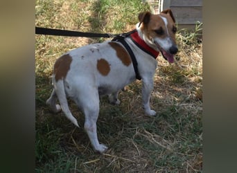 Judy Marie kleine aktive Hundedame