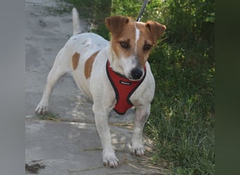 Judy Marie kleine aktive Hundedame