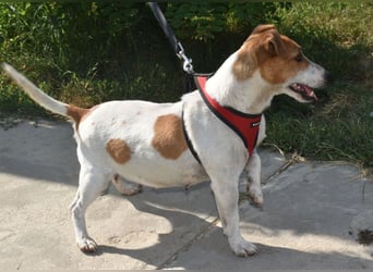 Judy Marie kleine aktive Hundedame