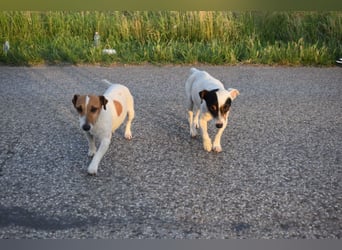 Judy Marie kleine aktive Hundedame
