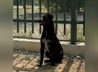 Filly ein schwarzer ängstlicher Bub