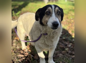 Mipp braucht jemanden der ihm lieb hat