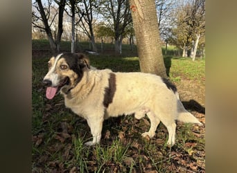 Mipp braucht jemanden der ihm lieb hat