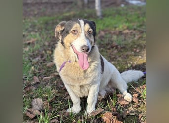 Mipp braucht jemanden der ihm lieb hat