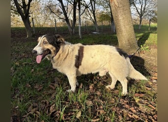 Mipp braucht jemanden der ihm lieb hat