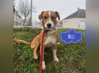 Mili ein absolut lieber kleiner Kerl