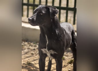 Filly ein schwarzer ängstlicher Bub