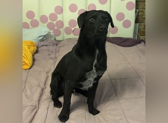 Filly ein schwarzer ängstlicher Bub