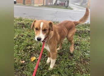 Mili ein absolut lieber kleiner Kerl