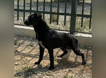 Filly ein schwarzer ängstlicher Bub