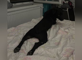 Filly ein schwarzer ängstlicher Bub