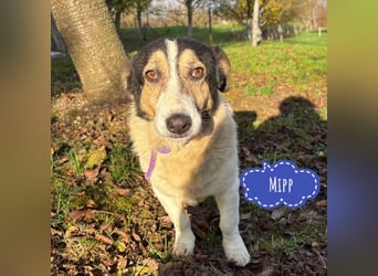 Mipp braucht jemanden der ihm lieb hat