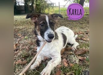 Karla eine kleine freundliche