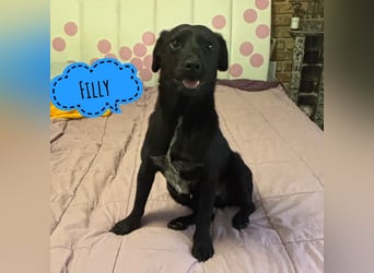 Filly ein schwarzer ängstlicher Bub