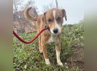 Mili ein absolut lieber kleiner Kerl