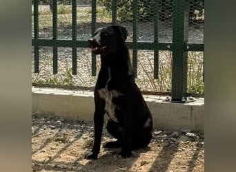 Filly ein schwarzer ängstlicher Bub