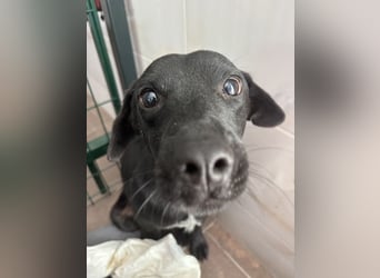 Filly ein schwarzer ängstlicher Bub