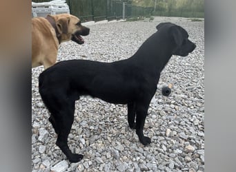 Filly ein schwarzer ängstlicher Bub