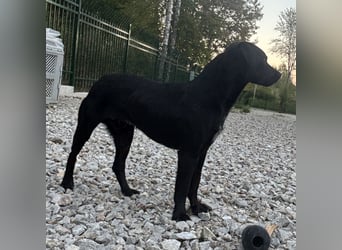 Filly ein schwarzer ängstlicher Bub