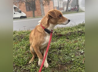 Mili ein absolut lieber kleiner Kerl