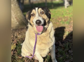 Mipp braucht jemanden der ihm lieb hat