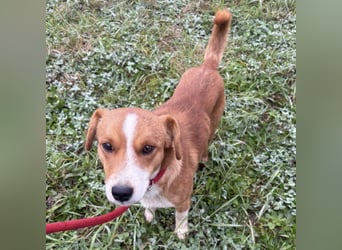 Mili ein absolut lieber kleiner Kerl