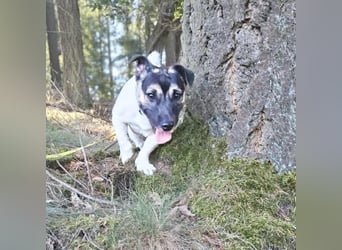 Dickköpfiger und verschmuster Tyson wartet in 56729 Nachtsheim.