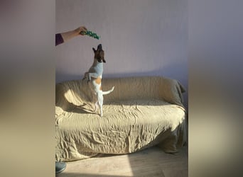 Jack Russell Terrier JULIE sucht ihre neue Familie!
