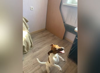 Jack Russell Terrier JULIE sucht ihre neue Familie!