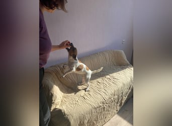 Jack Russell Terrier JULIE sucht ihre neue Familie!