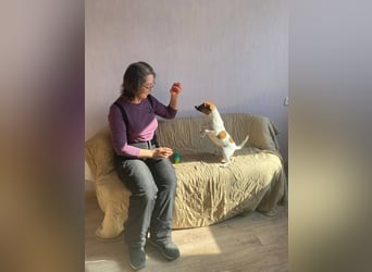 Jack Russell Terrier JULIE sucht ihre neue Familie!