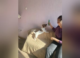 Jack Russell Terrier JULIE sucht ihre neue Familie!