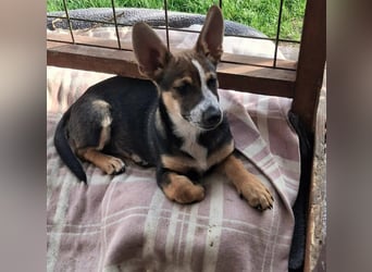 MOIRA ca. 4 mon. JRT-mix-Mädchen sucht aktive Familie