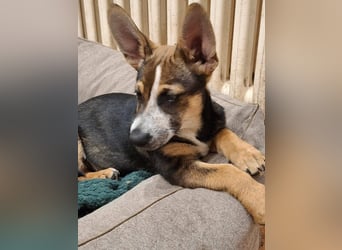 MOIRA ca. 4 mon. JRT-mix-Mädchen sucht aktive Familie