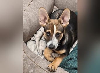 MOIRA ca. 4 mon. JRT-mix-Mädchen sucht aktive Familie