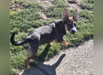 MOIRA ca. 4 mon. JRT-mix-Mädchen sucht aktive Familie