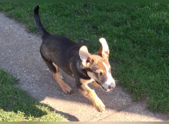 MOIRA ca. 4 mon. JRT-mix-Mädchen sucht aktive Familie