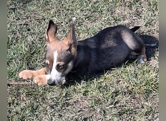 MOIRA ca. 4 mon. JRT-mix-Mädchen sucht aktive Familie