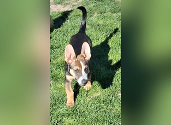 MOIRA ca. 4 mon. JRT-mix-Mädchen sucht aktive Familie