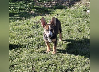 MOIRA ca. 4 mon. JRT-mix-Mädchen sucht aktive Familie