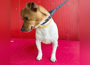 süßer kleiner Zwerg MORZSA - 5,5 Jahre, 25cm/5kg - Jack Russell-Mix