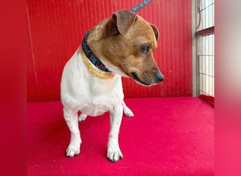 süßer kleiner Zwerg MORZSA - 5,5 Jahre, 25cm/5kg - Jack Russell-Mix