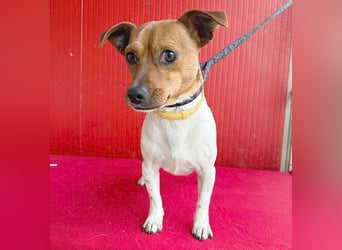 süßer kleiner Zwerg MORZSA - 5,5 Jahre, 25cm/5kg - Jack Russell-Mix