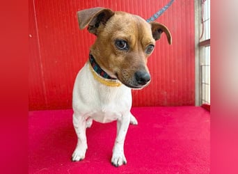 süßer kleiner Zwerg MORZSA - 5,5 Jahre, 25cm/5kg - Jack Russell-Mix