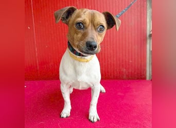 süßer kleiner Zwerg MORZSA - 5,5 Jahre, 25cm/5kg - Jack Russell-Mix