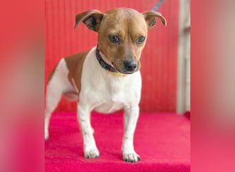 süßer kleiner Zwerg MORZSA - 5,5 Jahre, 25cm/5kg - Jack Russell-Mix